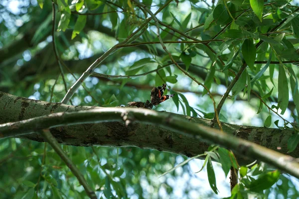 Butterfly Big Wasp Compete Tree — 图库照片