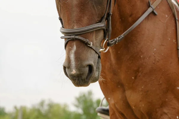 Close Portrait Horse Bridle Rider — Stock Photo, Image