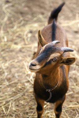 Kahverengi bir Kamerun keçisi yerde duruyor ve kahverengi parlak gözleriyle yukarı bakıyor.