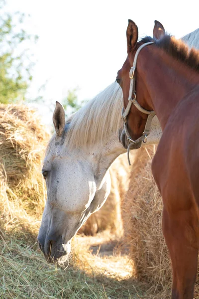 A gray mare with brown eyes stands and eats hay, next to her stands her bay foal and dozes