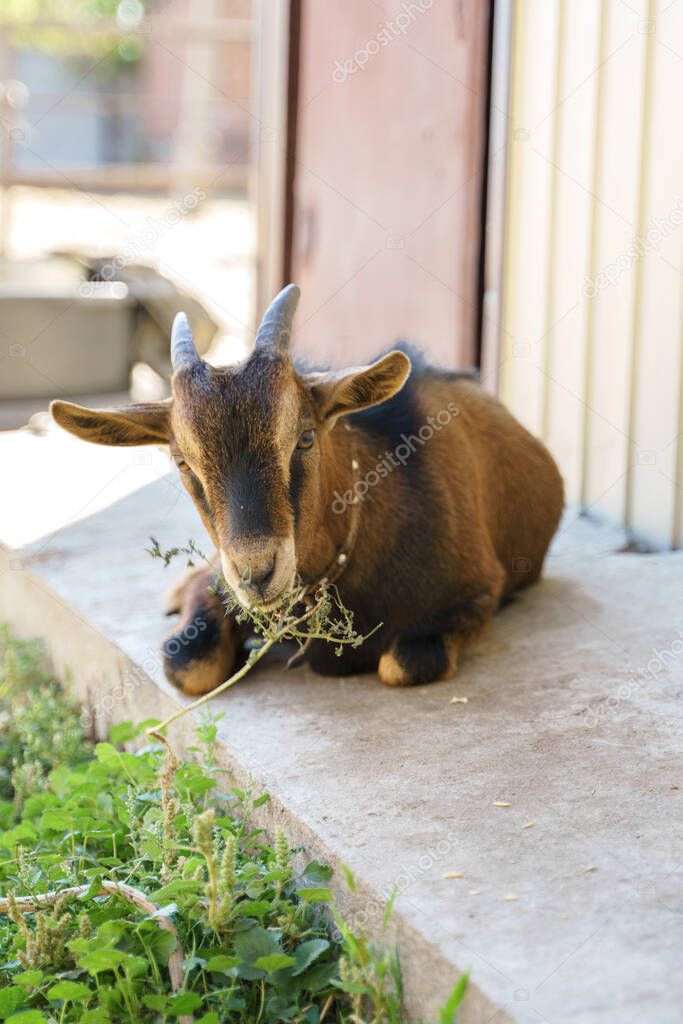 Cameroon goat lies and chews grass