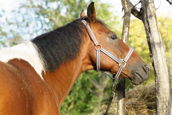 Caballo Bahía Piebald Con Una Melena Blanca Negra Está Atado —  Fotos de Stock