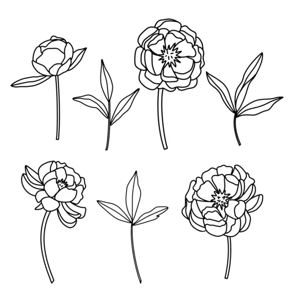 Set de flores y ramitas en estilo Doodle. Esquema negro sobre fondo blanco. — Vector de stock