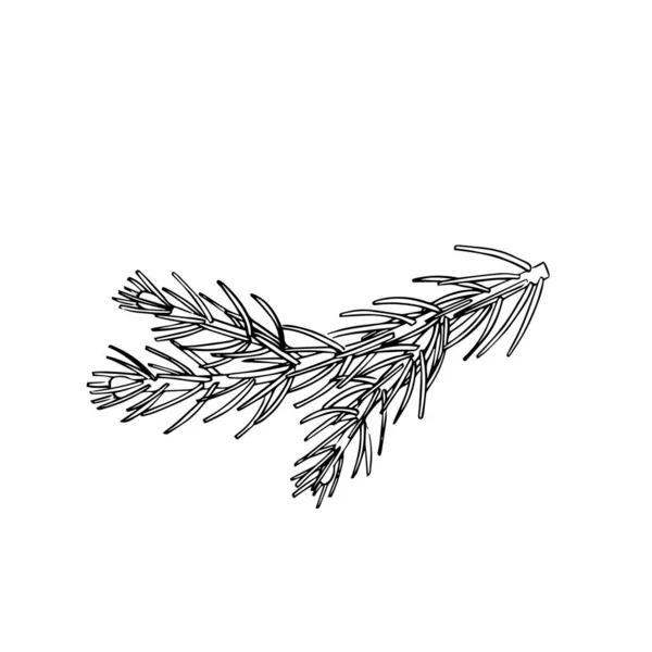 Σπρους Μπραντς, μαύρο περίγραμμα, σκίτσα, σκίτσο. Μια μοναδική διανυσματική απεικόνιση ενός χειμερινού κλαδιού ελάτης. — Διανυσματικό Αρχείο