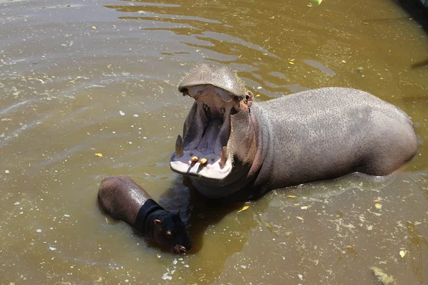 Italia, Apulia, Fasano, hipopótamos en el agua en el zoosafari —  Fotos de Stock