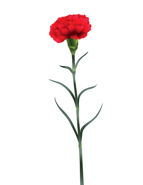 Flor de clavel aislada sobre fondo blanco — Vector de stock