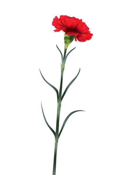 Flor de clavel aislada sobre fondo blanco — Vector de stock