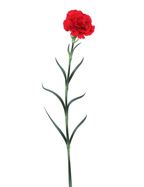 Flor de clavel aislada sobre fondo blanco — Vector de stock
