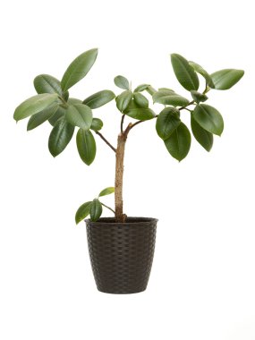 Houseplant Ficus Elastica 