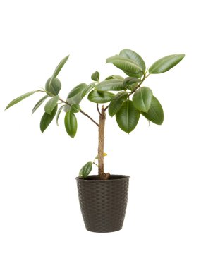 Houseplant Ficus Elastica 