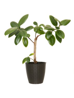Houseplant Ficus Elastica 