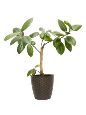 Houseplant Ficus Elastica 