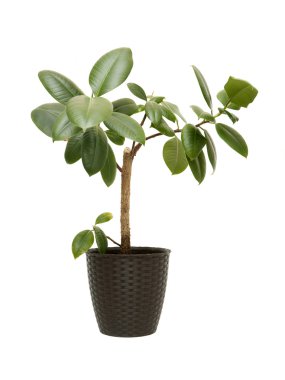 Houseplant Ficus Elastica 