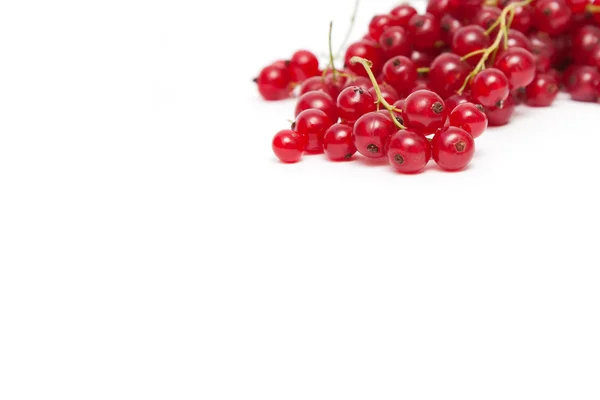 Red currant on white background — Stock Photo, Image