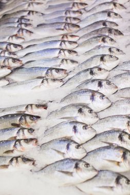 Taze balık Dorado ve levrek