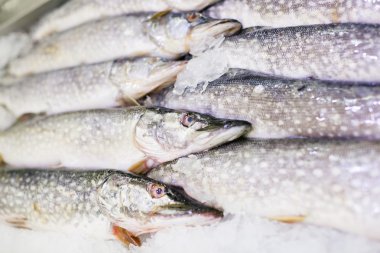 Buzda Pike taze balık.