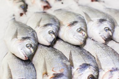 Dorado taze balık buz üstünde