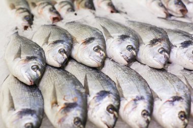 Dorado taze balık buz üstünde