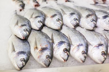 Dorado taze balık buz üstünde