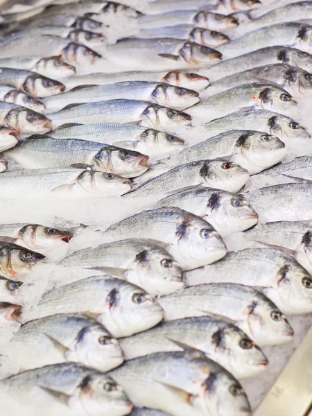 Taze balık Dorado ve levrek