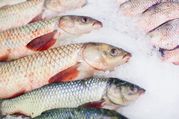 Buzda taze balık.