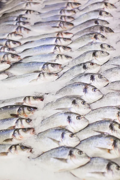 Taze balık Dorado ve levrek