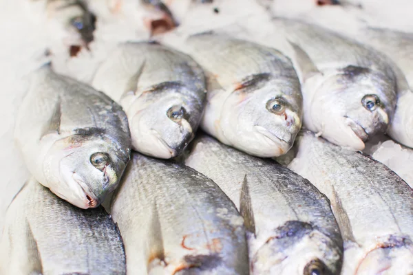 Dorado taze balık buz üstünde