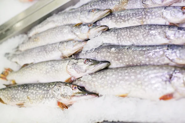 Buzda Pike taze balık.