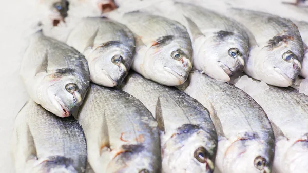 Dorado taze balık buz üstünde