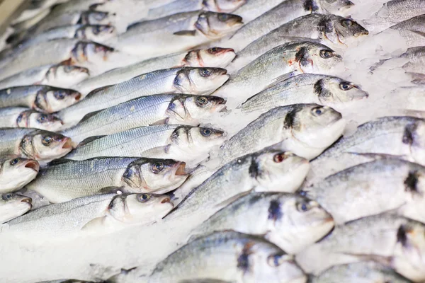 Taze balık Dorado ve levrek