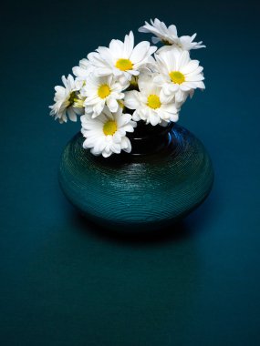 Kasımpatı çiçekleri. Beyaz çiçekler