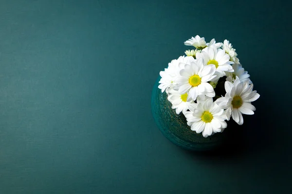 Flores de crisântemos. Flores brancas — Fotografia de Stock