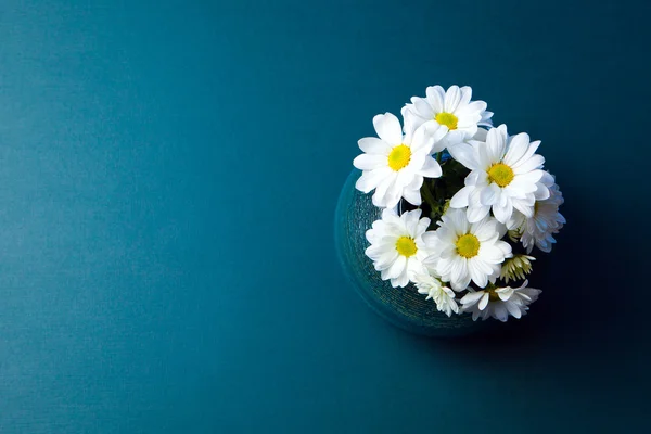 Chrysanthemen blühen. weiße Blüten — Stockfoto