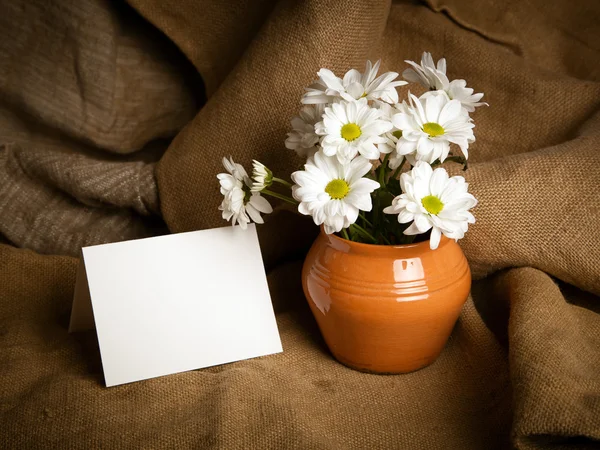 Flores de crisântemos. Flores brancas — Fotografia de Stock