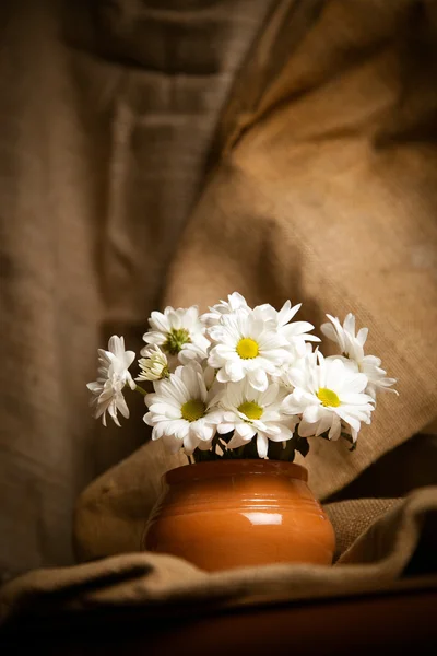 Flores de crisântemos. Flores brancas — Fotografia de Stock