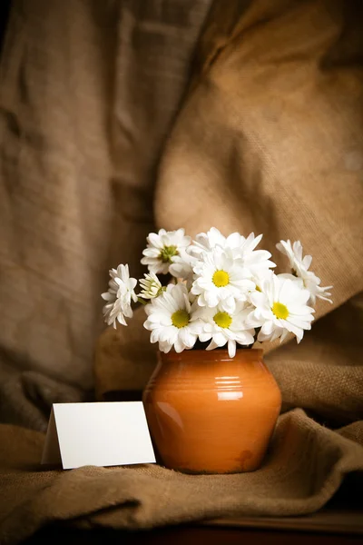 Flores de crisantemos. Flores blancas — Foto de Stock