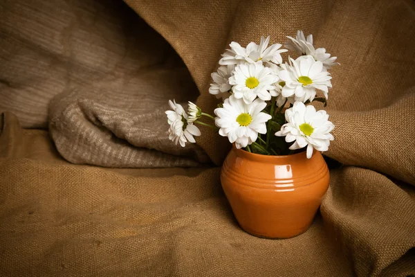 Flores de crisantemos. Flores blancas — Foto de Stock