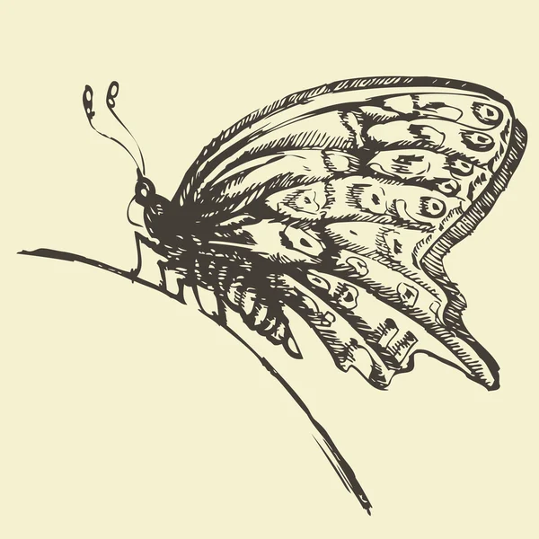 Logo van de vlinder op de tak — Stockvector