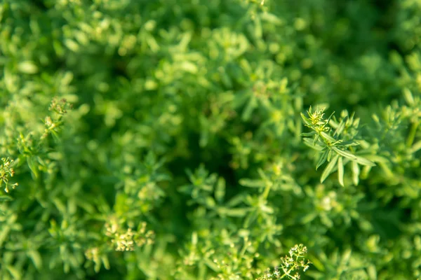 Textura de hierba verde para fondo —  Fotos de Stock