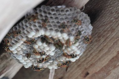 Eşek arıları yuvalarını yapar