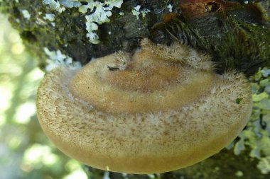 Bir bahçe ağacının gövdesinde bir yangın kutusu büyüdü.