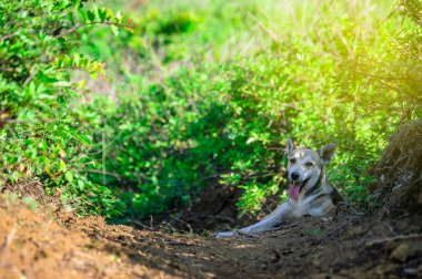 Tarlada yatan bir köpek, tarlada yatan bir köpek.