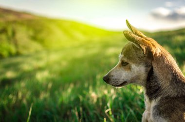 Tarladaki bir köpeğin portresi, tarlada fotokopi alanı olan bir köpeğin portresi