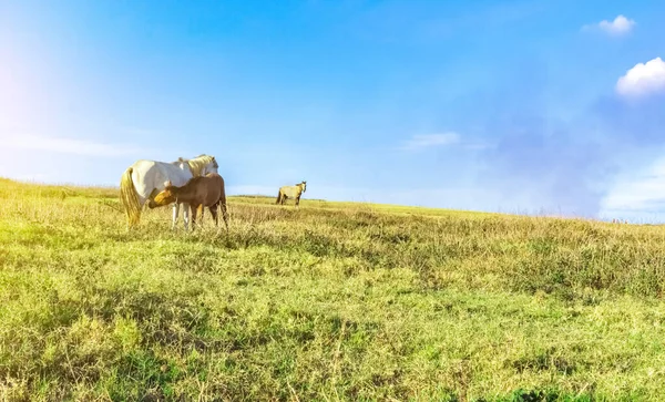 Stute Säugt Brut Pferd Frisst Gras Auf Frischem Feld — Stockfoto