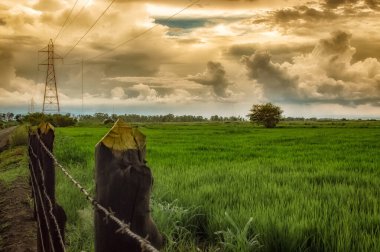 Pirinç tarımı, günbatımı bulutlu yeşil çimlerin fotoğrafı.