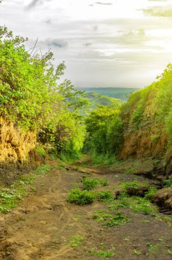 Etrafı bitki örtüsüyle çevrili bir patika arkasında bir tepe bir tepeye çıkan bir patika.