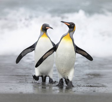 Antarktika 'da deniz kıyısında yürüyen iki penguen