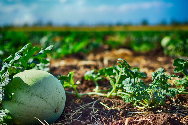 Close up of a armelon in a vegetable garden