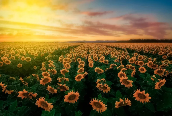 Pole Kvetoucích Slunečnic Pozadí Západu Slunce — Stock fotografie