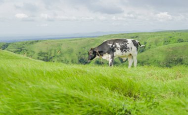 Taze tarlada ot yiyen bir inek, fotokopi alanı olan yeşil bir tepede ot yiyen bir buzağı.